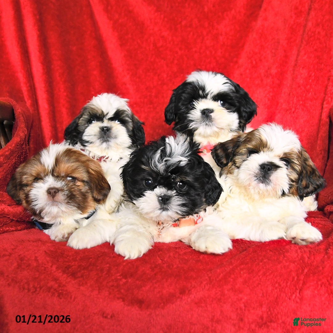 Lhasa Apso dogs for sale: Benny - Ad 5