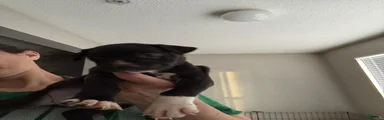 Mixed Breed 7