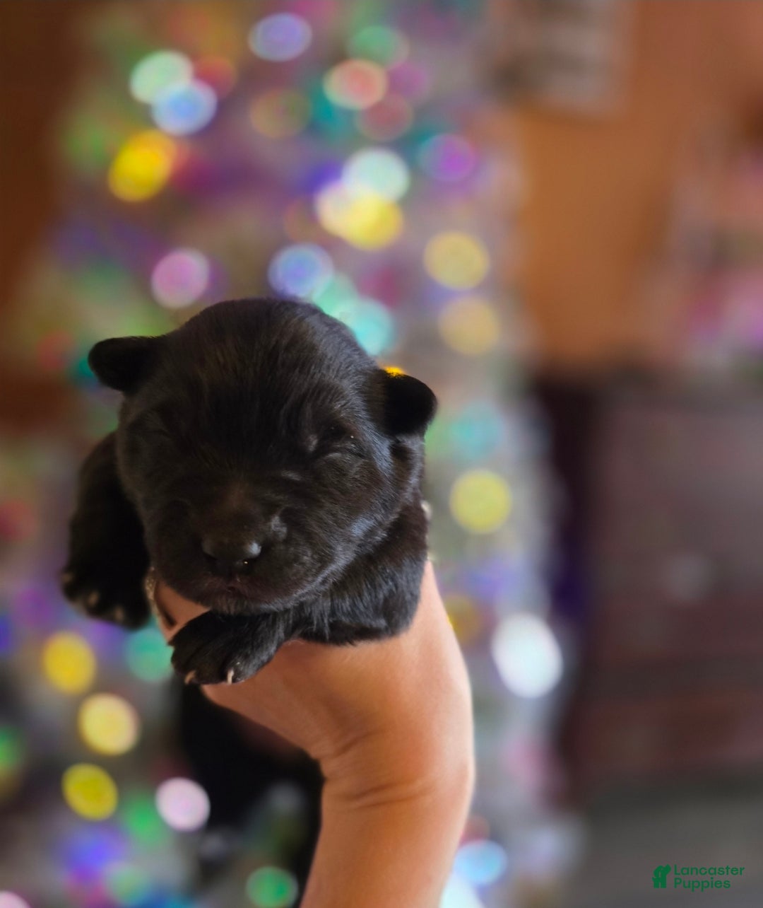 Mixed Breed dogs for sale: Starlight - Ad 1