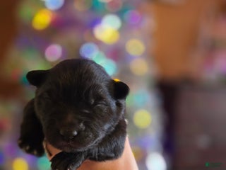 Mixed Breed dogs Starlight - Ad 2