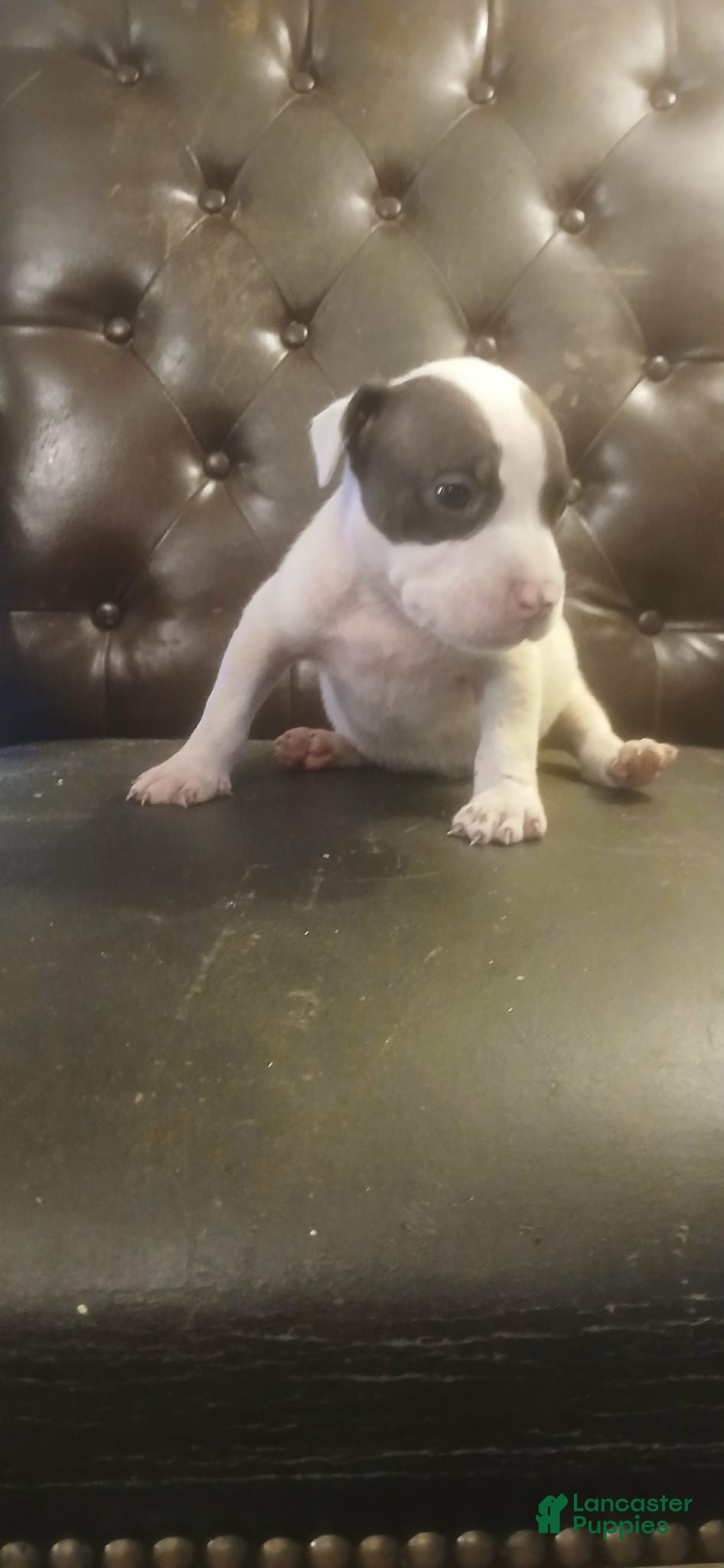 Mixed Breed dogs American pitbull  - Ad 32