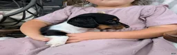 Miniature Dachshund dogs for sale: Miniature Dachshund 3 - Ad 3