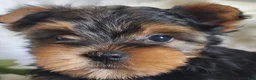 Yorkshire Terrier dogs for sale: Lance - Ad 5