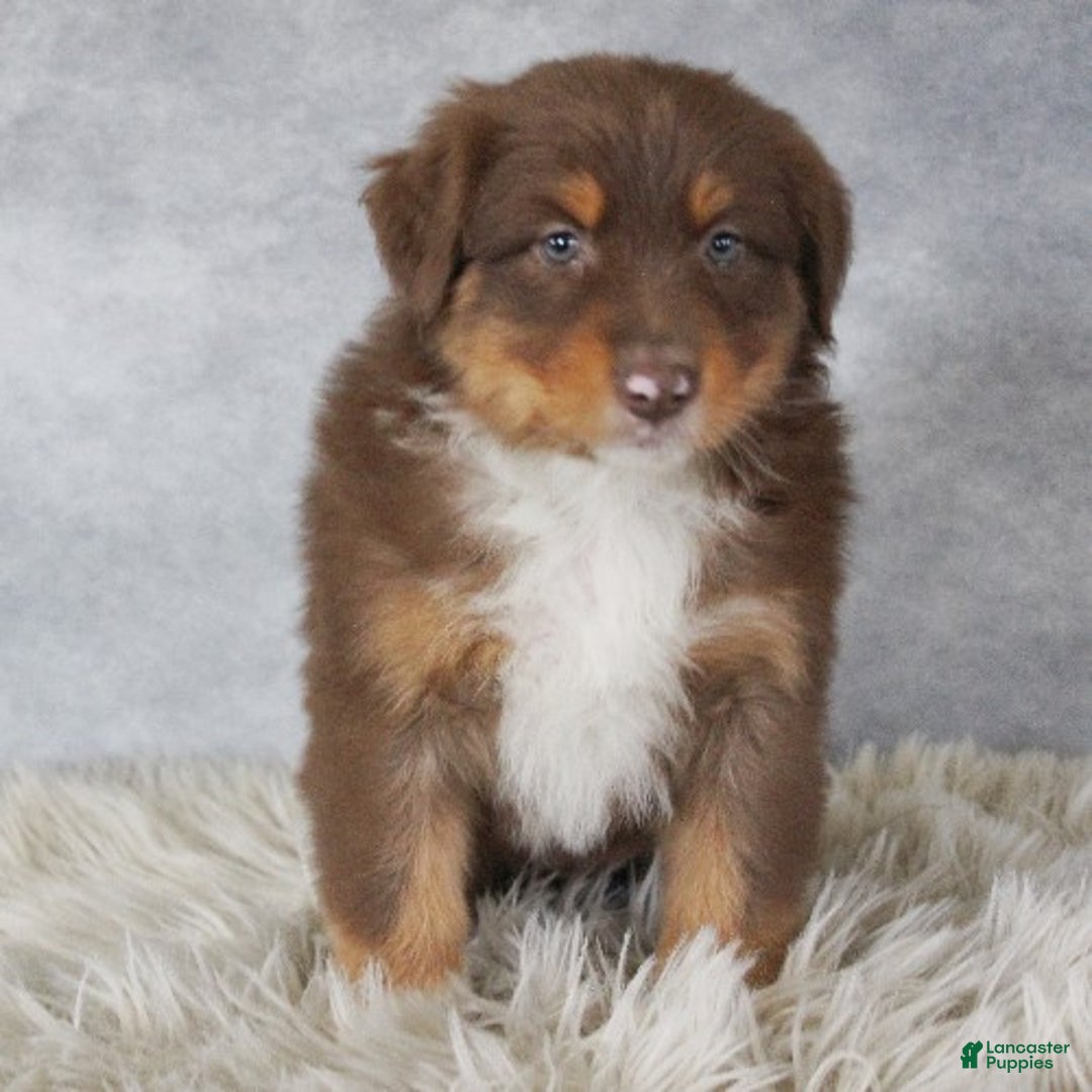 Australian Shepherd dogs for sale: Toffee - Ad 3