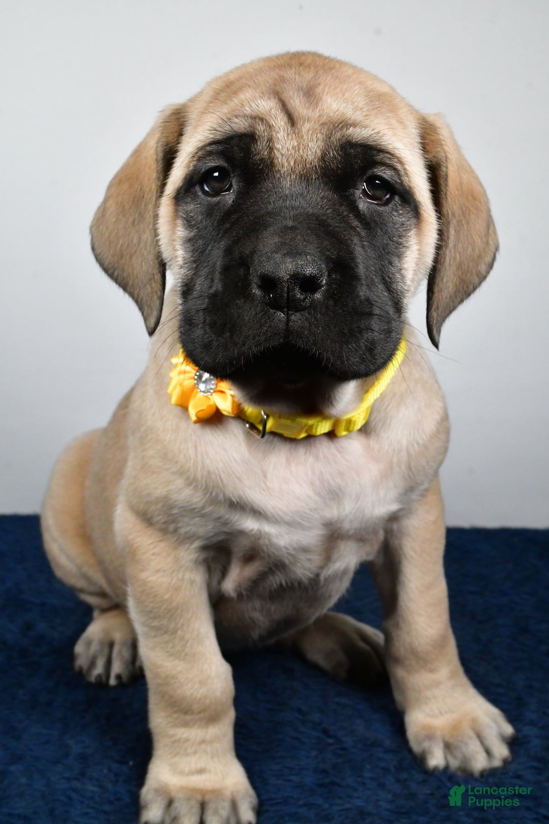 English Mastiff dogs for sale: Sage - Ad 5