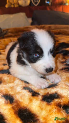 Gallery Image {{count}}