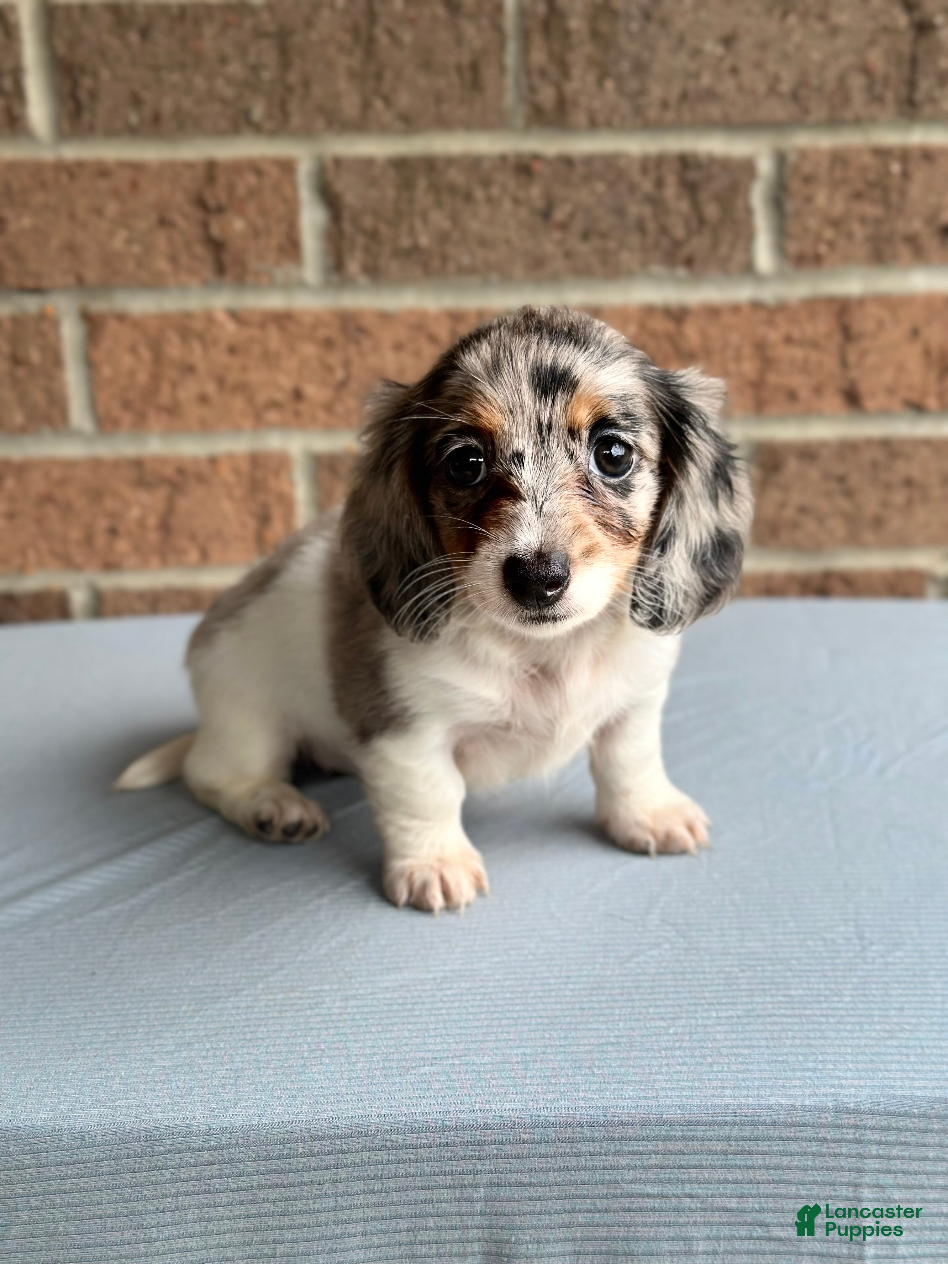 Miniature Dachshund dogs Daisy - Ad 2