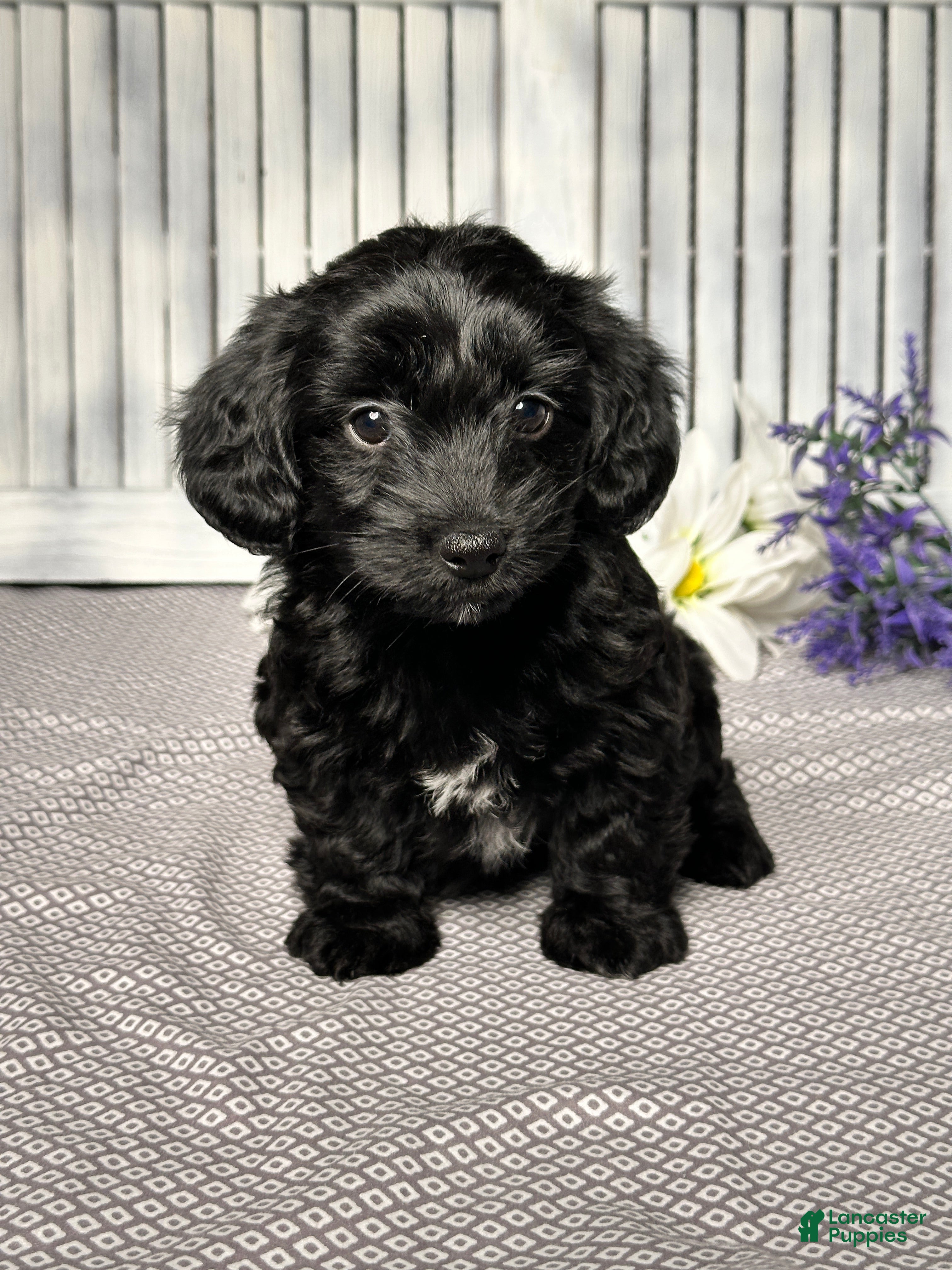 Mixed Breed dogs Annie - Ad 1