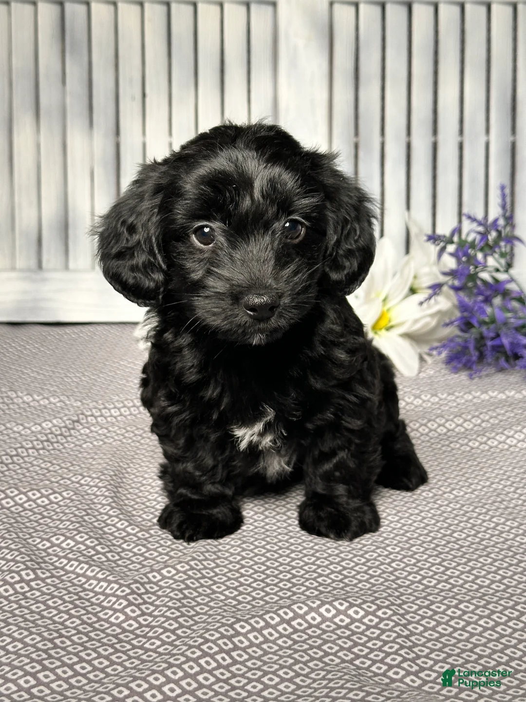 Mixed Breed dogs for sale: Annie - Ad 1