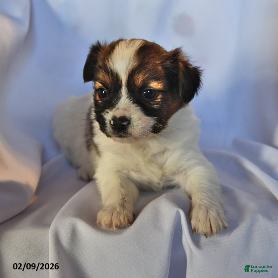 Papillon dogs Swallowtail - Ad 6