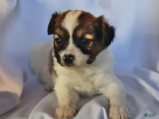 Papillon dogs Swallowtail - Ad 6