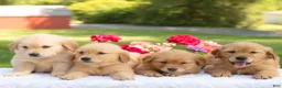 Golden Retriever dogs for sale: Sheba  - Ad 7