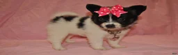 Papillon dogs for sale: Hailey - Ad 3
