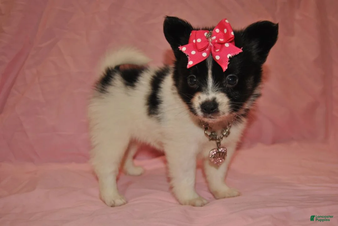 Papillon dogs for sale: Hailey - Ad 3