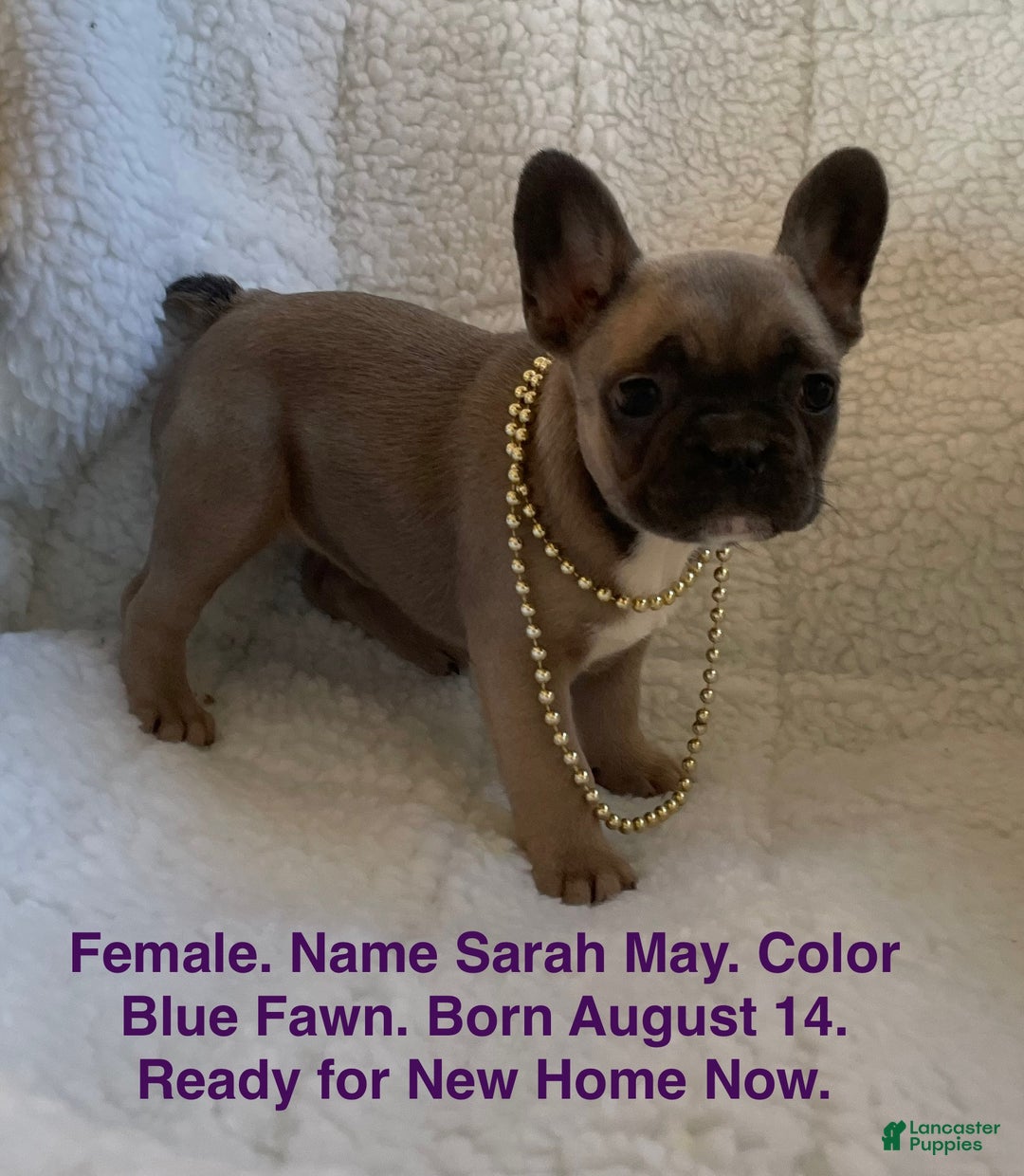 French Bulldog dogs for sale: Sarah May - Ad 1