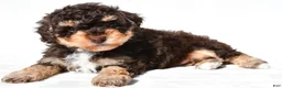 Miniature Poodle dogs for sale: Franky - Ad 7