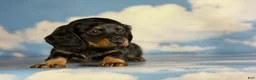 Miniature Dachshund dogs for sale: Paco LH  - Ad 3