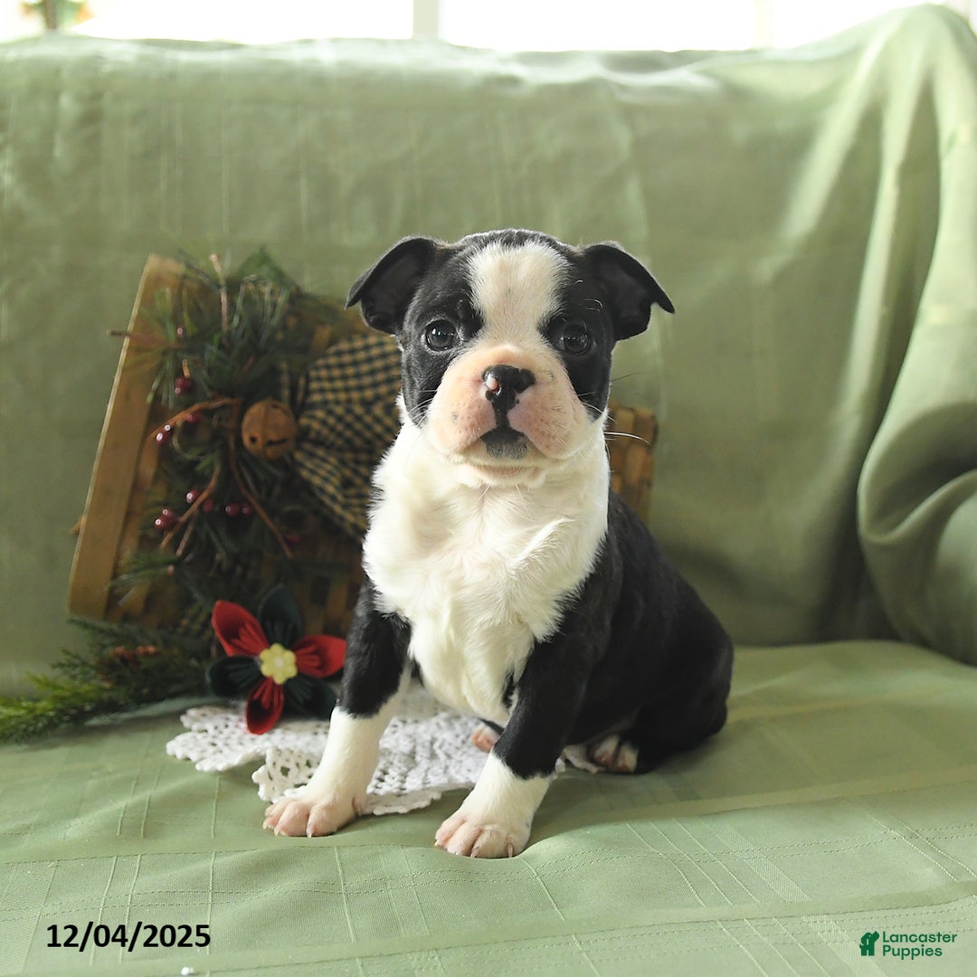 Boston Terrier dogs for sale: Oscar - Ad 1