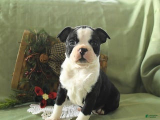 Boston Terrier dogs Oscar - Ad 42