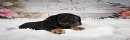 Miniature Dachshund dogs for sale: AKC-Amber - Ad 4
