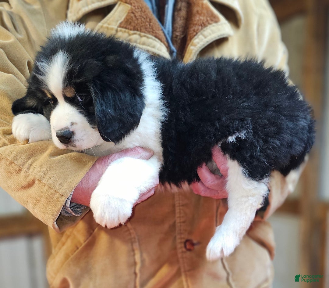 Mixed Breed dogs for sale: Mixed Breed Puppy 1 - Ad 11