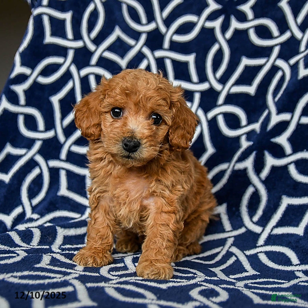 Bichpoo dogs for sale: Ralph - Ad 2