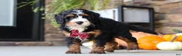 Mini Bernedoodle dogs for sale: Samuel🐶 - Ad 6