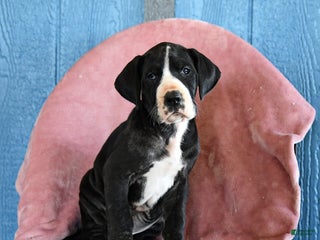 Great Dane dogs Hope - Ad 42