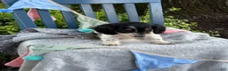 Miniature Dachshund dogs for sale: Tango - Ad 9