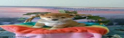 Shiba Inu dogs for sale: Wanda - Ad 2