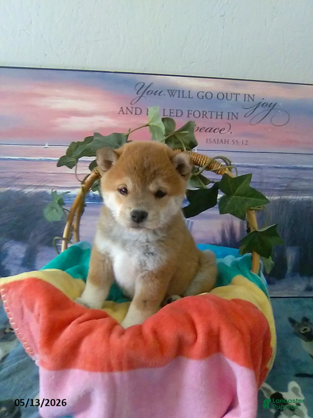 Shiba Inu dogs for sale: Wanda - Ad 2