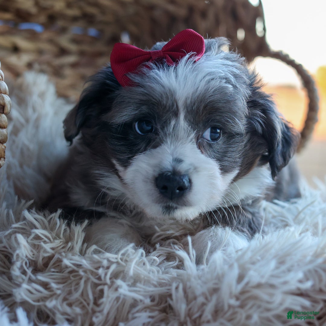 Mini Aussiedoodle dogs for sale: LEON - Ad 14