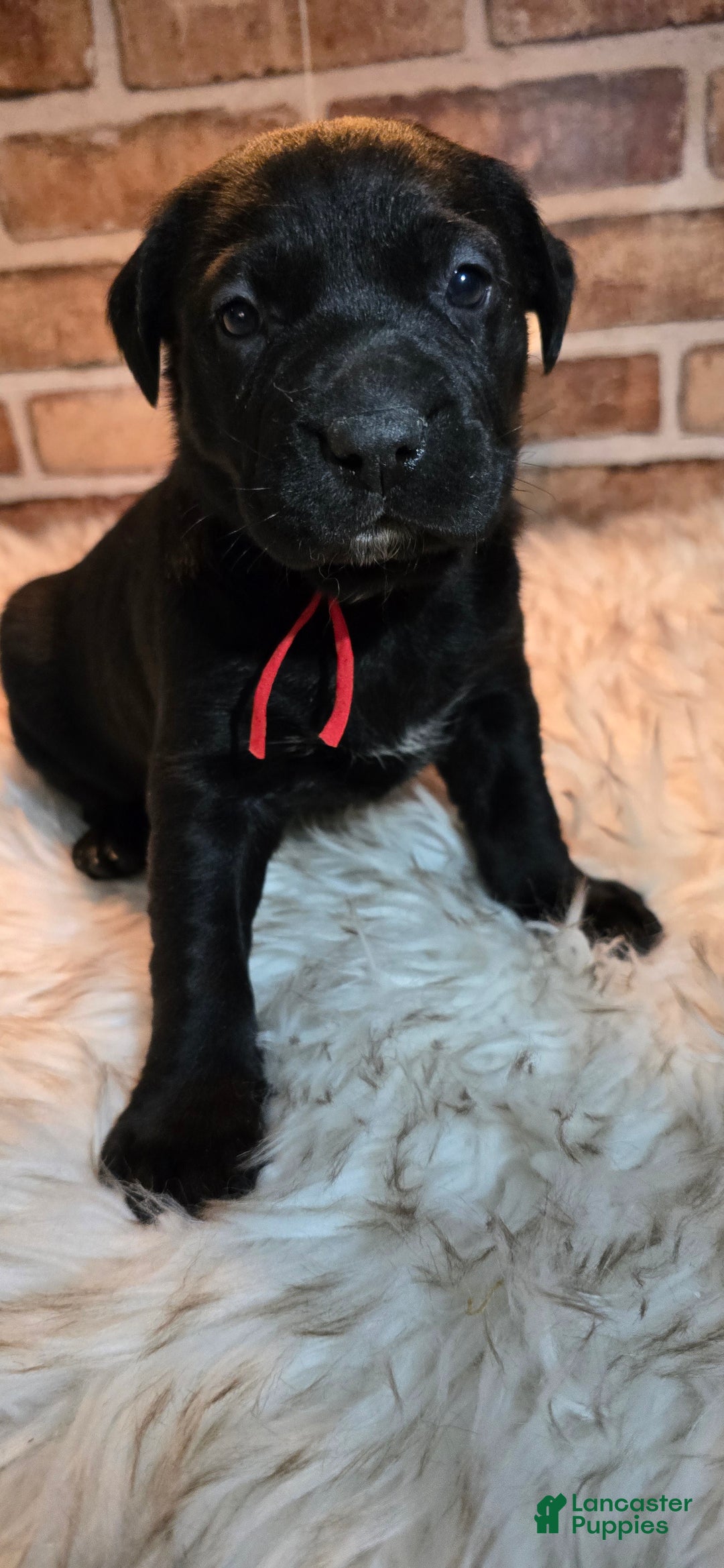 Mixed Breed dogs for sale: Sadie - Ad 6