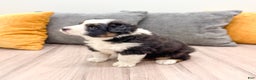 Australian Shepherd dogs for sale: Jace - Ad 4
