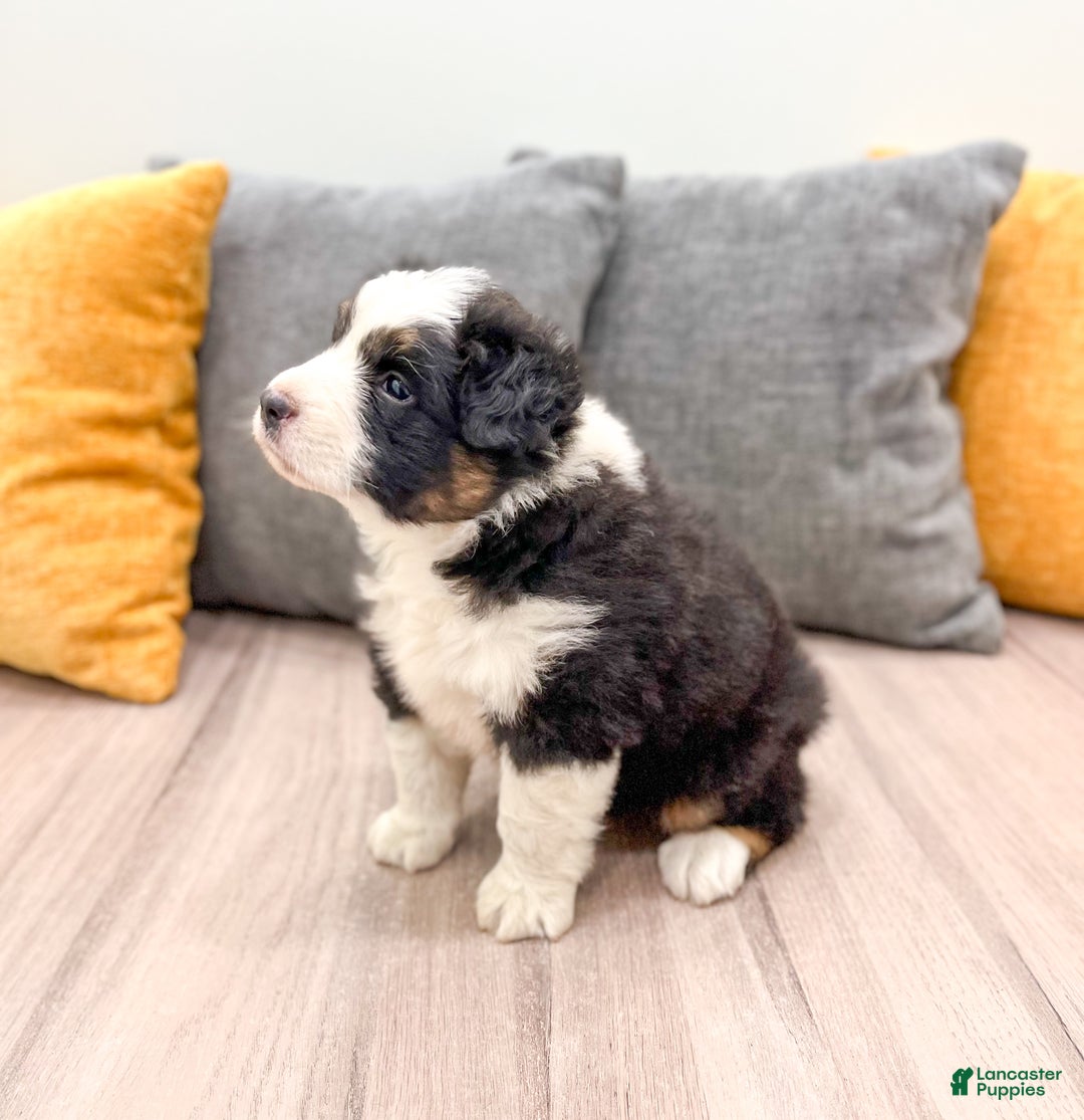 Australian Shepherd dogs for sale: Jace - Ad 4