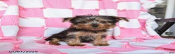 Yorkshire Terrier dogs for sale: Ridley EXTRA SMALL - Ad 1
