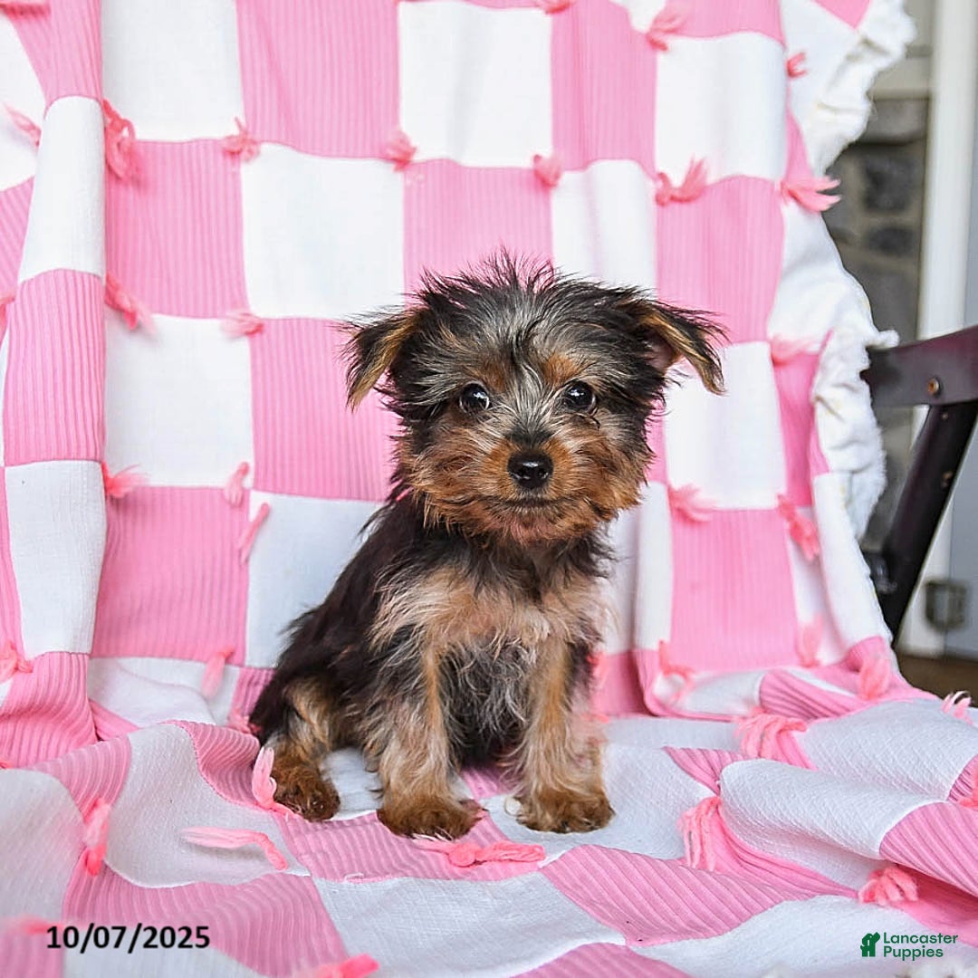 Yorkshire Terrier dogs for sale: Ridley EXTRA SMALL - Ad 1