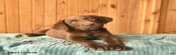 Labrador Retriever dogs for sale: Ginger  - Ad 3