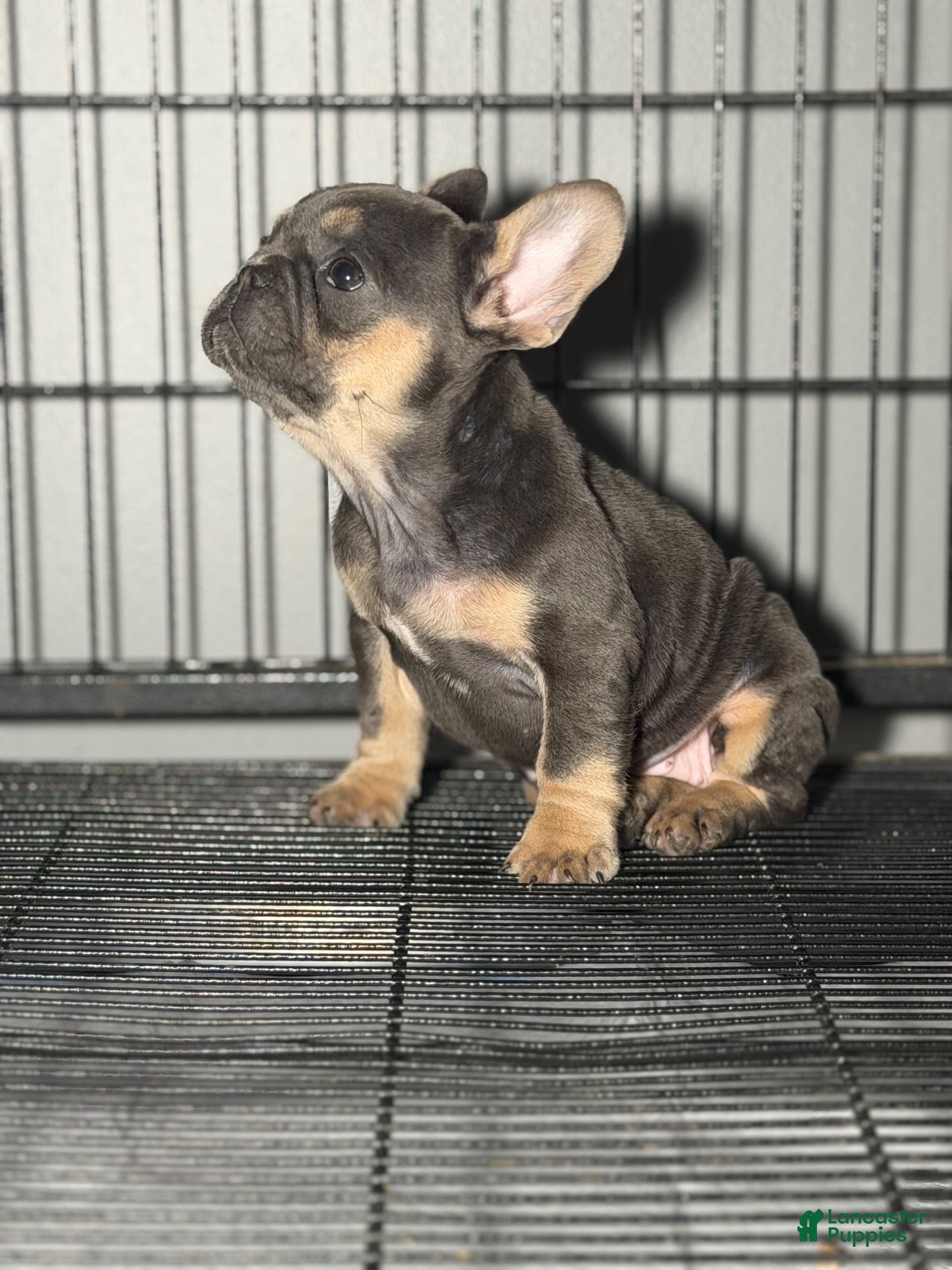 French Bulldog dogs Blue and tan - Ad 1