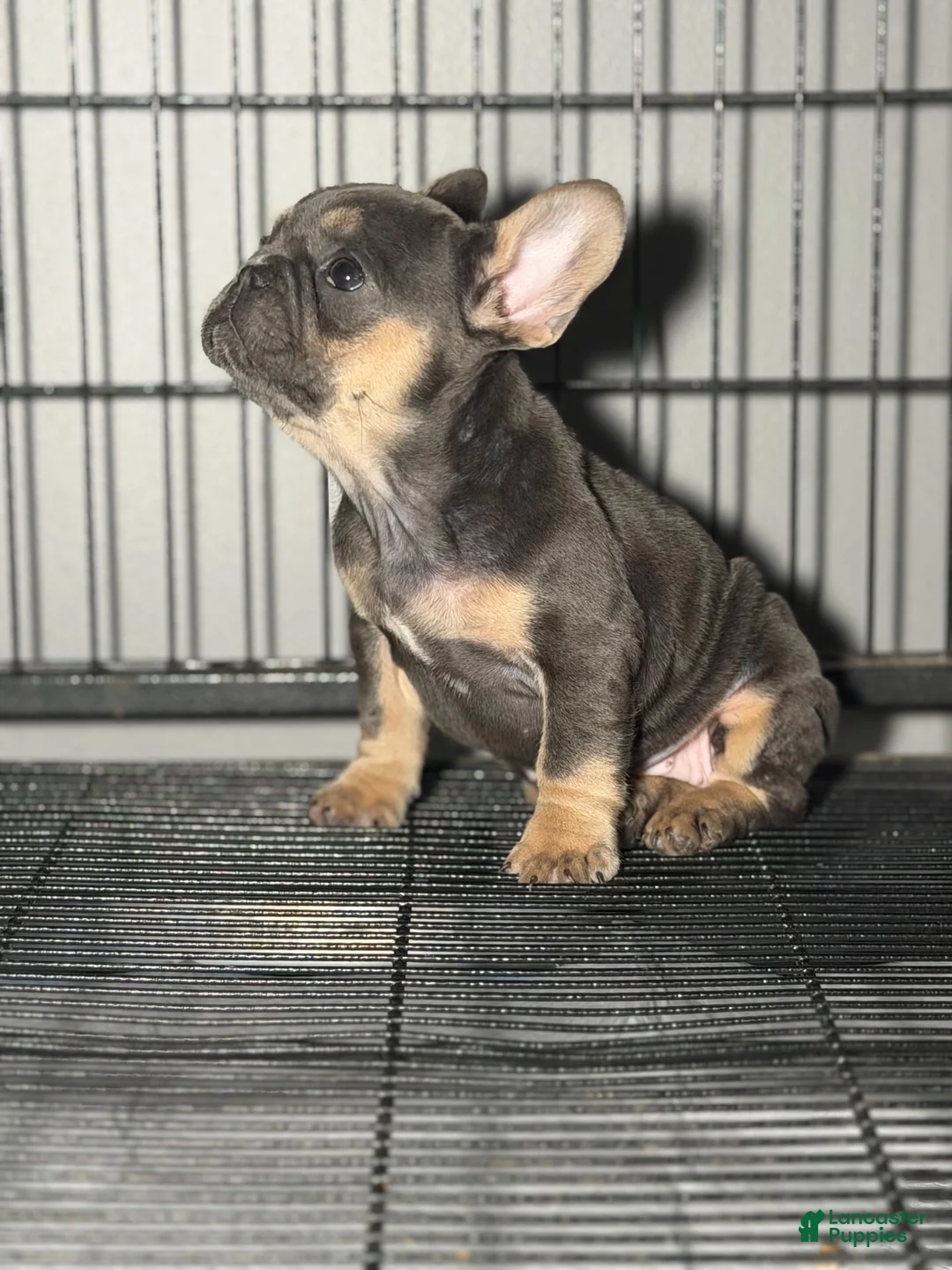 French Bulldog dogs for sale: Blue and tan - Ad 1