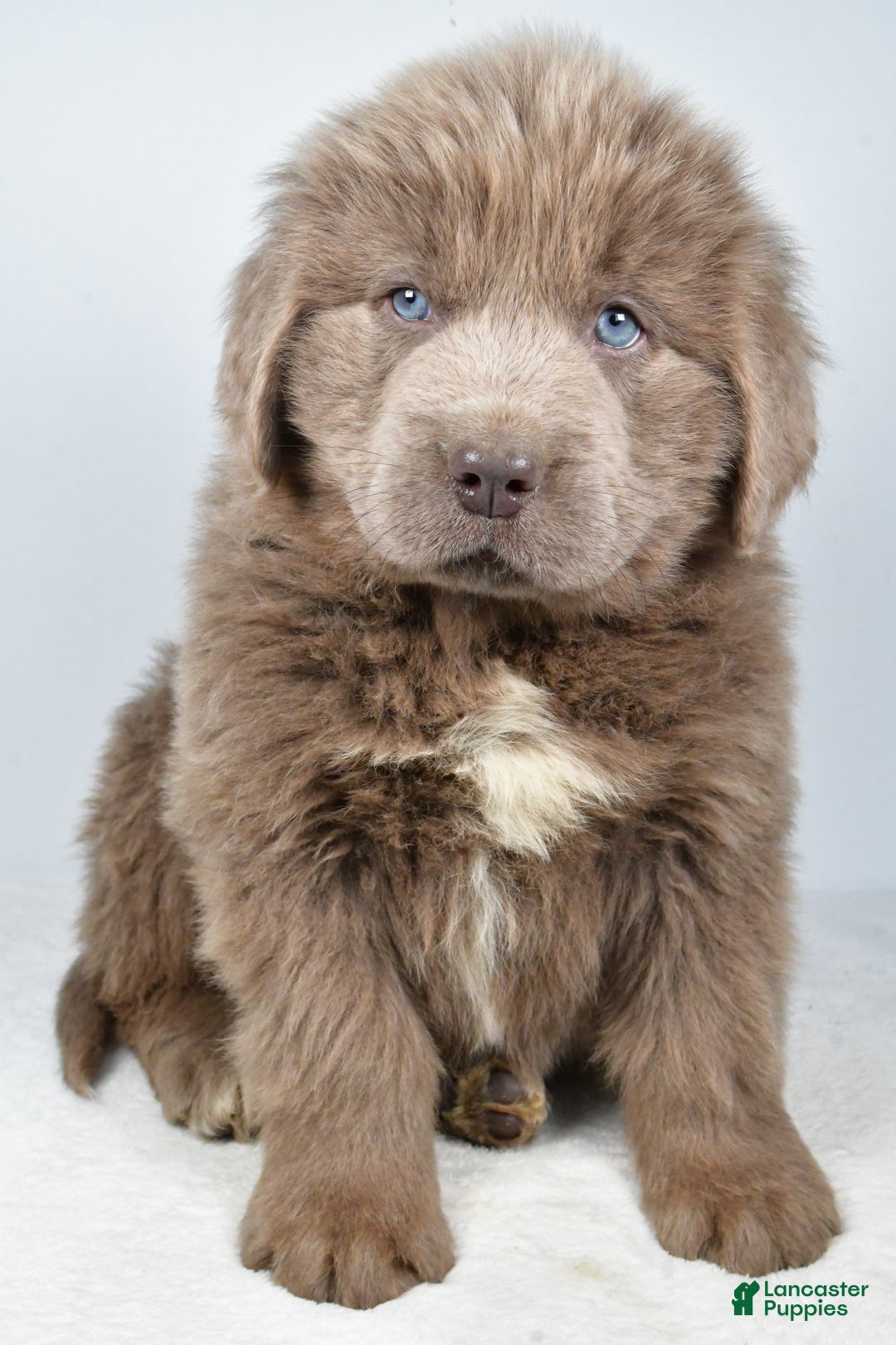 Newfoundland dogs for sale: Duke - Ad 5