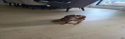 Cavalier King Charles Spaniel dogs for sale: Cavalier King Charles Spaniel Puppy 2 - Ad 7