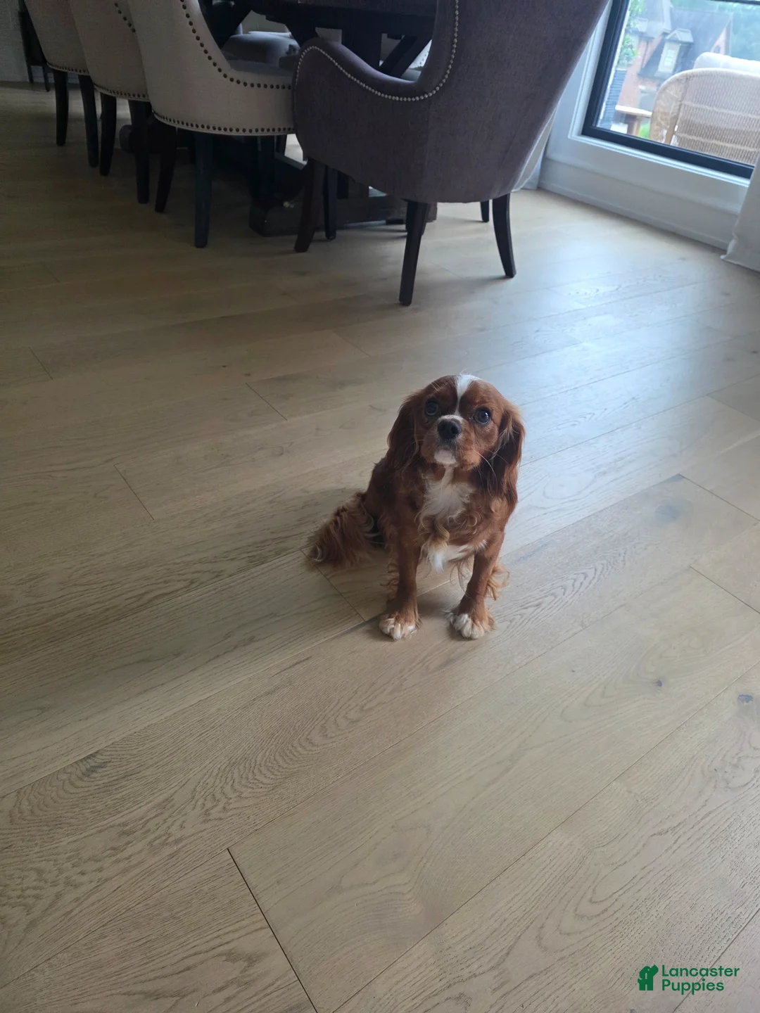 Cavalier King Charles Spaniel dogs for sale: Cavalier King Charles Spaniel Puppy 2 - Ad 7