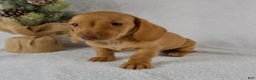 Miniature Dachshund dogs for sale: Stella - Ad 7