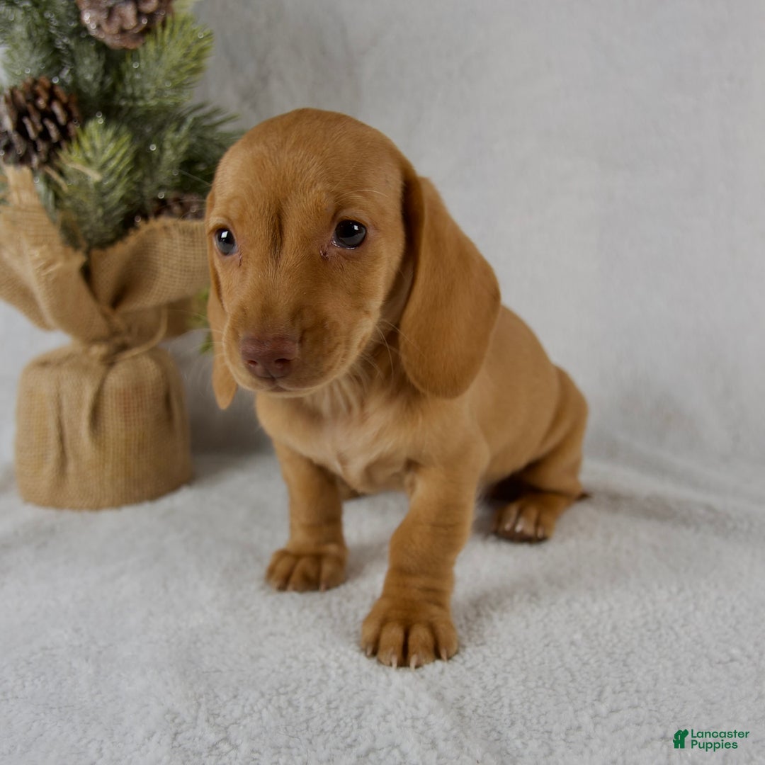 Miniature Dachshund dogs for sale: Stella - Ad 7