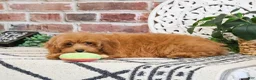 Cavapoo dogs for sale: Frappe  - Ad 3