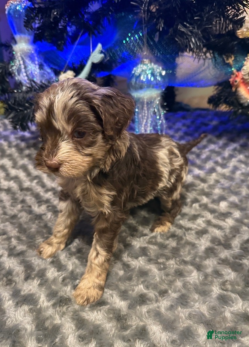 Labradoodle dogs Labradoodle Puppy 7 - Ad 8