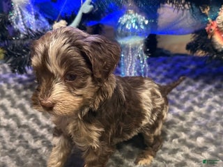 Labradoodle dogs Labradoodle Puppy 7 - Ad 13