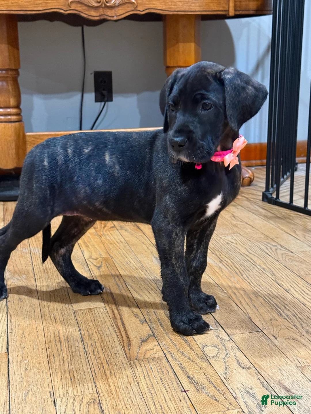 Great Dane dogs for sale: Luna  - Ad 1