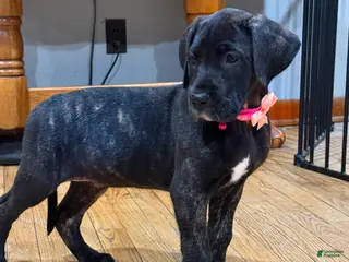 Great Dane dogs Luna - Ad 19